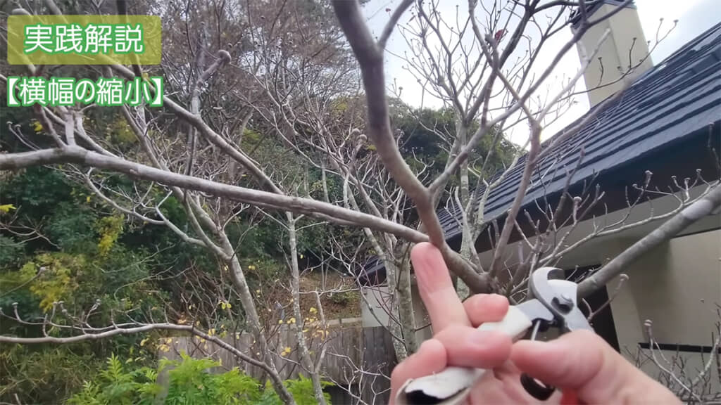 枝分かれの部分を切っていきます