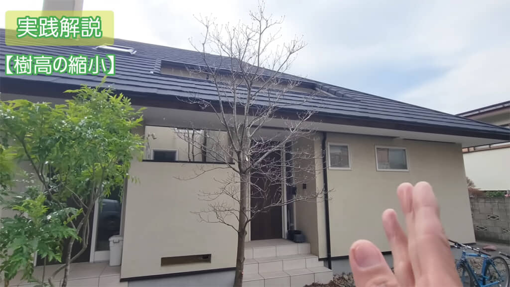 少し樹高も下げることにしました