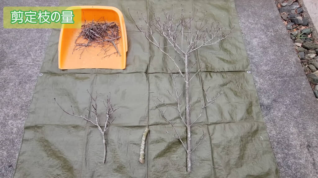 太い枝も切れるのは、冬剪定の大きなメリットです