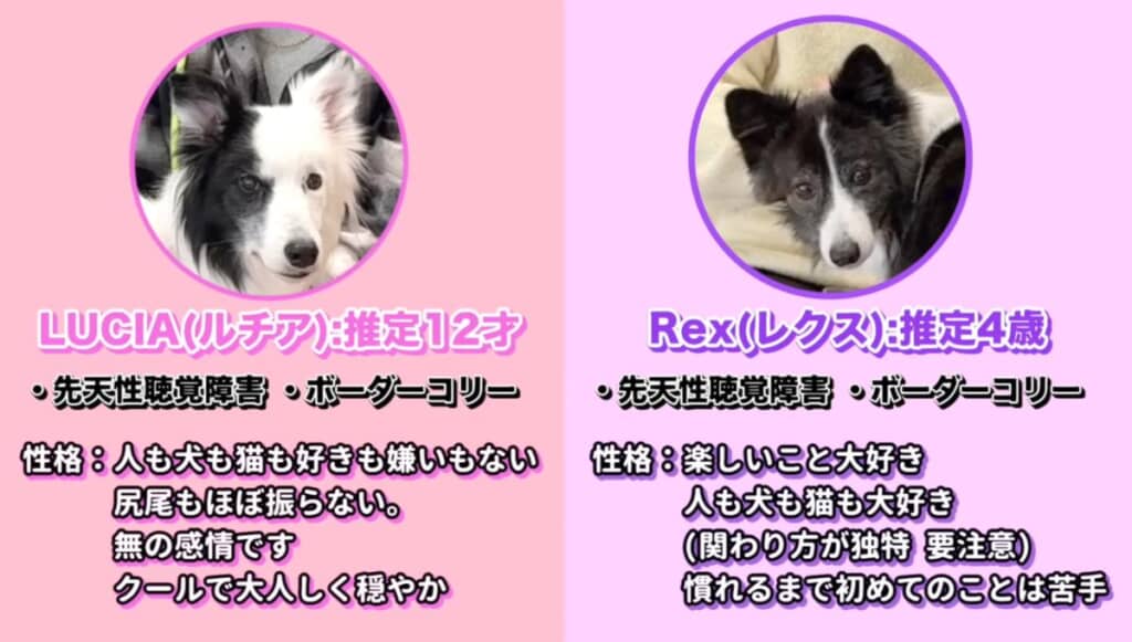 今回協力してくれるルチアちゃんとレクスちゃん