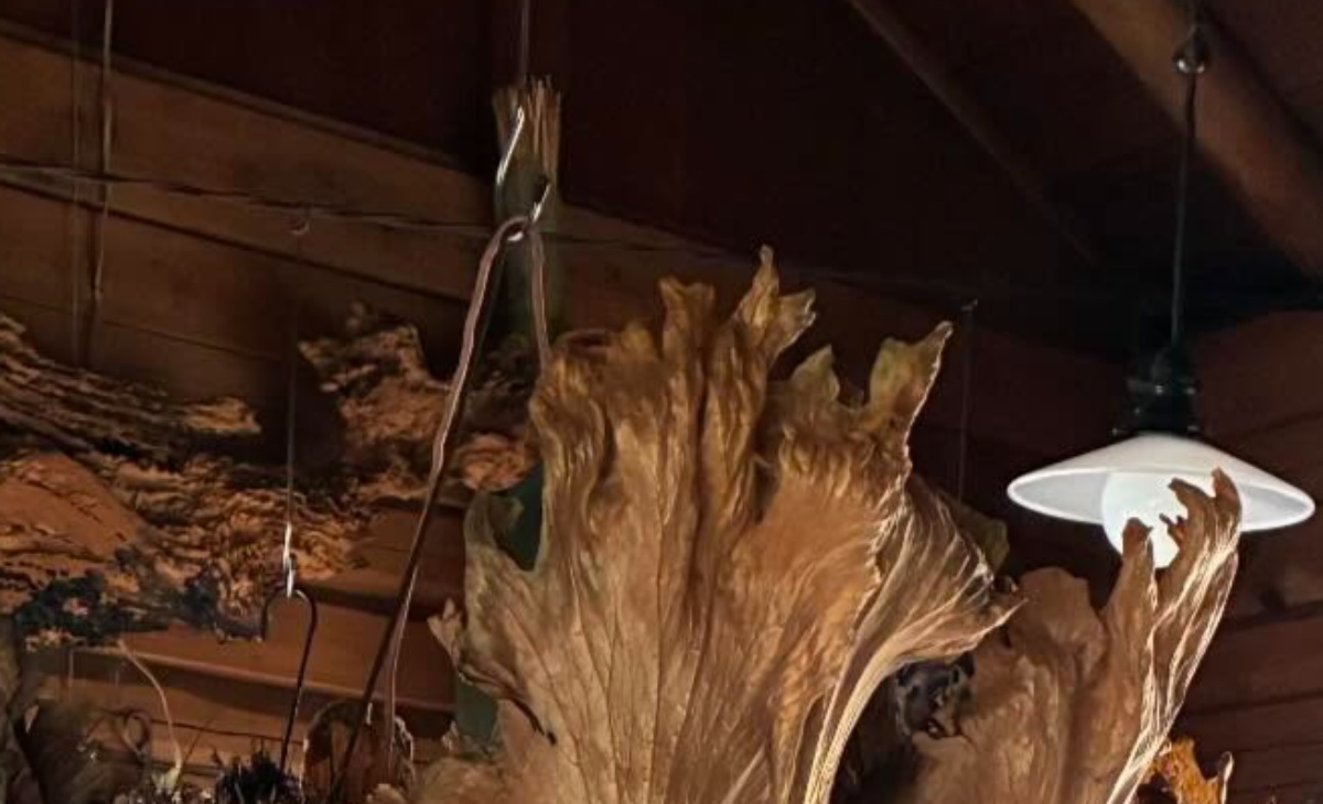 祖父母の家の天井をふと見上げると……　視界いっぱいの巨大植物に「めちゃくちゃ高いやつじゃ!?」「植物園並み」（1/3） | ライフスタイル ねとらぼ