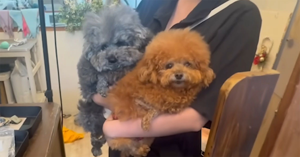 普段通りに兄弟ワンコのトリミングをお願いしたら……　まさかのフォルムに「2度見する自信しかない」「ディズニー映画の犬」（1/3） | 犬 ねとらぼ