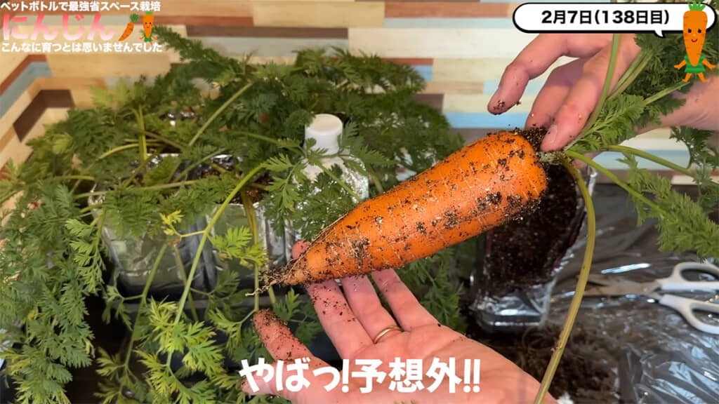 とっても立派なニンジンの姿がありました！