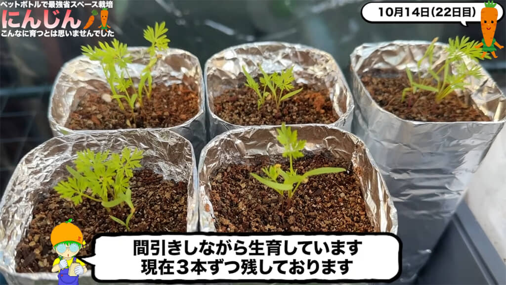 リベンジ栽培、間引きながら育てていきます