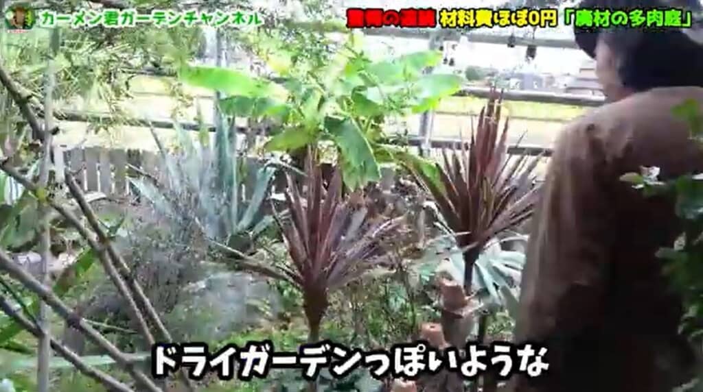 ドライガーデンぽいエリア