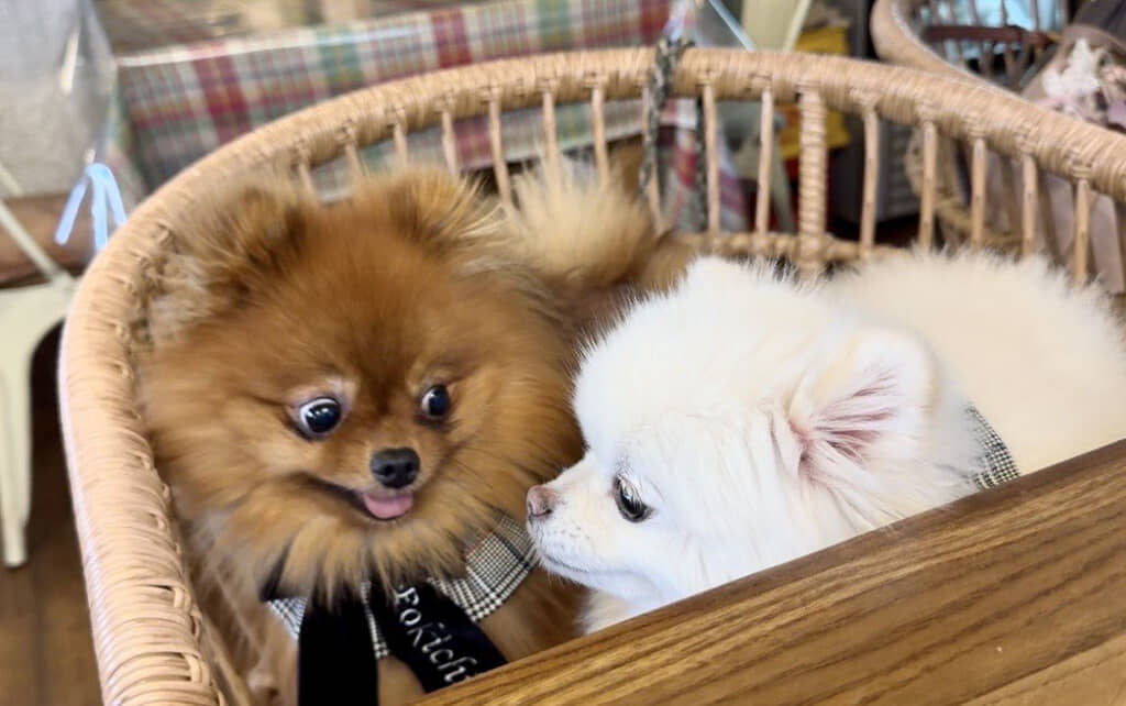 友だちをガン見するぽきちくん