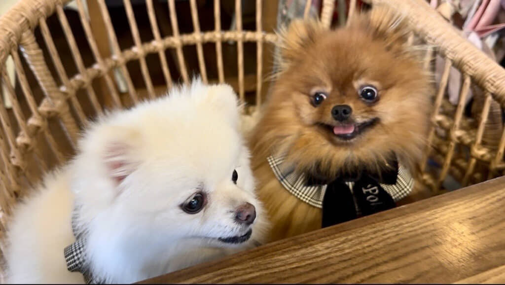 めちゃくちゃ見てる……！