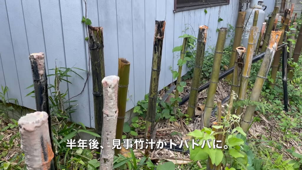 1メートル切りから半年後、切株から“竹汁”が出てきた