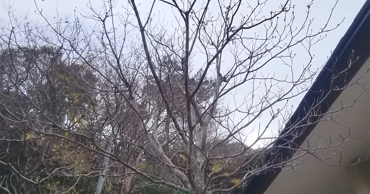 庭で伸び放題のハナミズキ→プロが整えたら……　“自然なのにスッキリ”な景色に「参考になる」「知りませんでした」（1/3） | ライフハック ねとらぼ