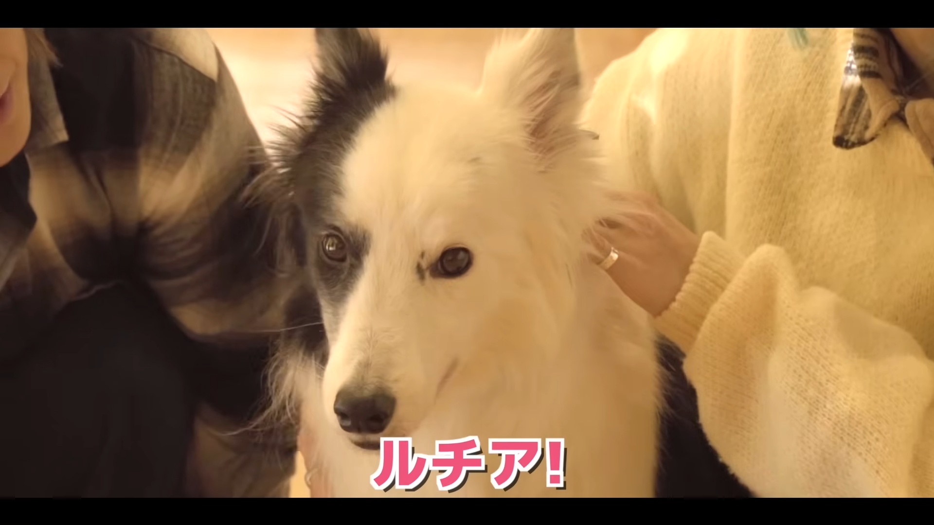 一度も飼い主の声を聞いたことがない難聴の愛犬に骨伝導集音器をつけ、名前を呼んだら……　「すごすぎる」大号泣の結果に「泣いた。ひたすら泣いた」（1/3） | 犬 ねとらぼ