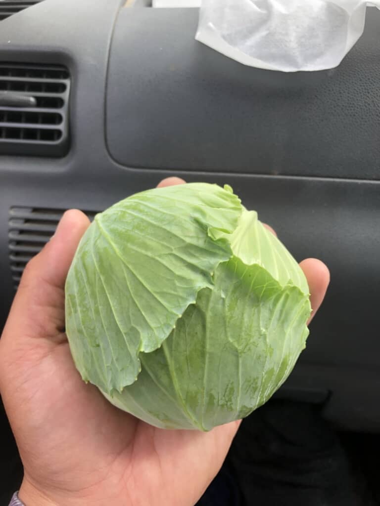 初めて作った手のひらサイズのキャベツ