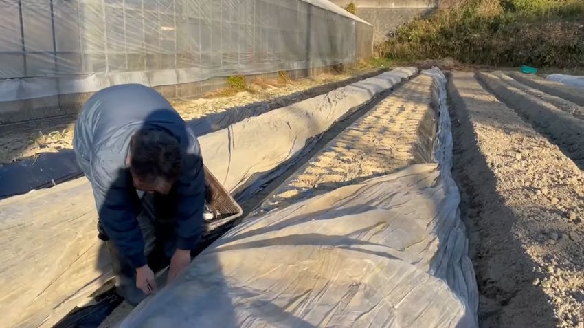 広げた不織布を杭で固定