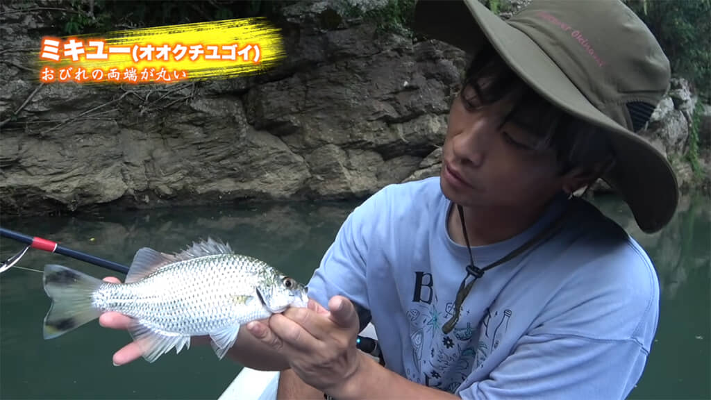 「ミキユー（オオクチユゴイ）」が釣れました