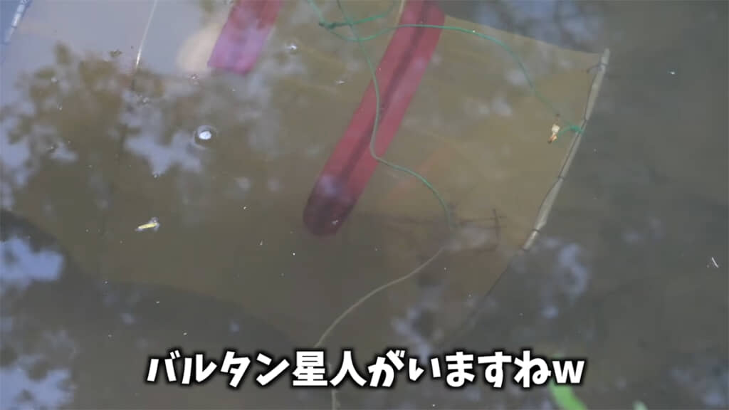 小さなお魚キラーの中にはテナガエビの姿が