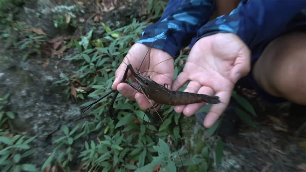 でっかいテナガエビです