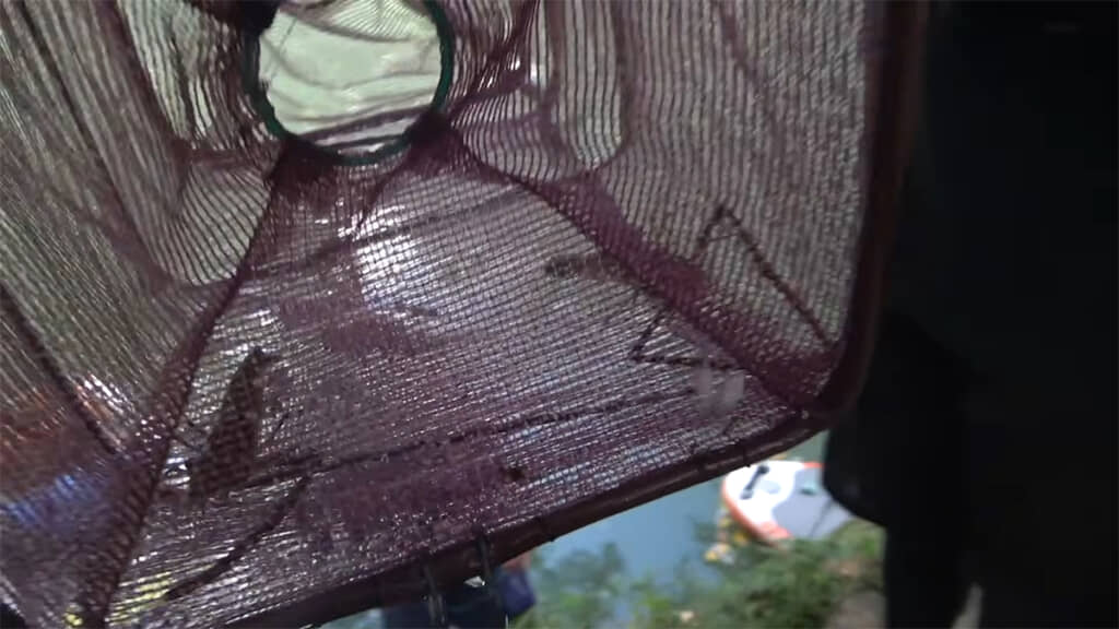 エサにぴったりなサイズのテナガエビも獲れました