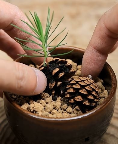 黒松と松ぼっくりを植える