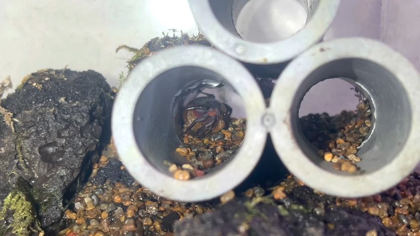 土管の中でじっとしているイエローウィッチャークラブ