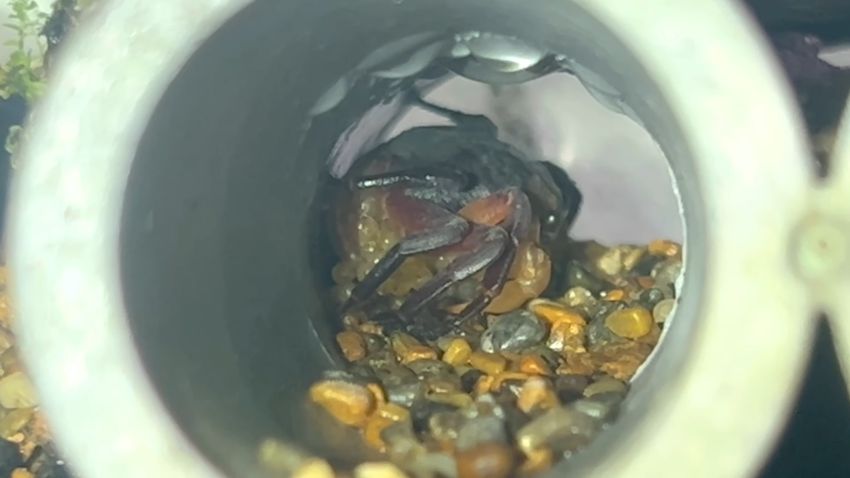 抱卵しているイエローウィッチャークラブ