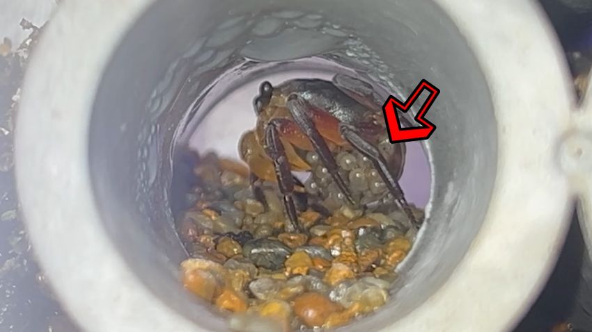 成長により卵越しでも見えるようになった稚ガニの目