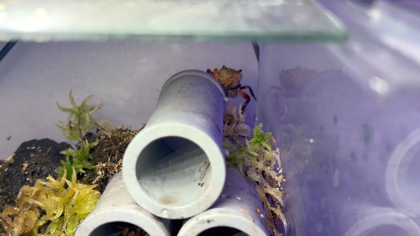 せわしなく水槽内を動き回るイエローウィッチャークラブ