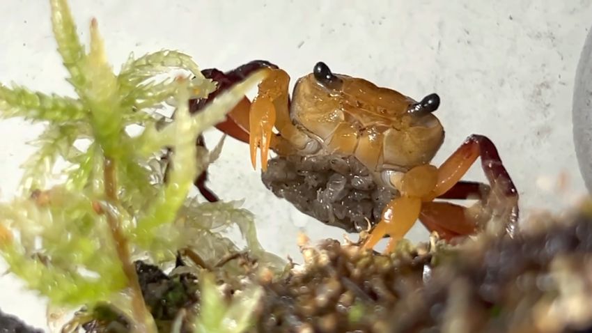 母ガニの腹部にくっついている大量の稚ガニ