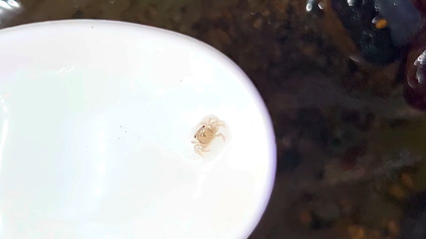 スプーンに乗っている1匹の稚ガニ