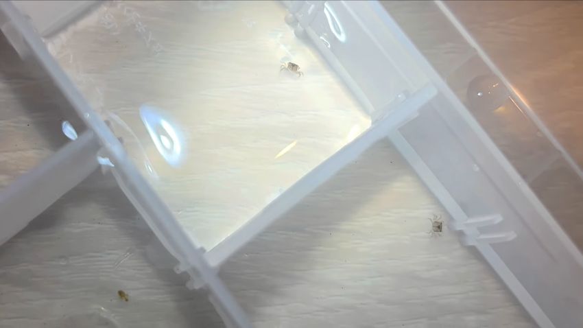 細かく区切られているケース内に1匹ずつ入れられた稚ガニたち