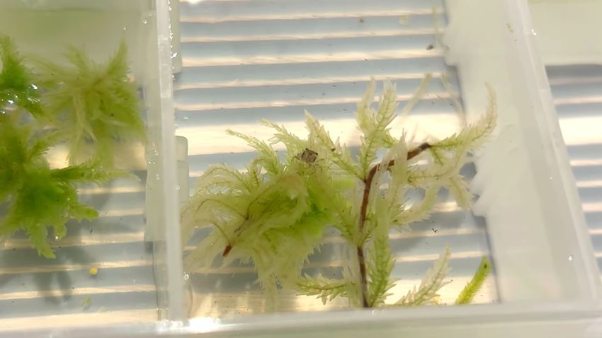 スペース内に設けられた水草の上を歩く稚ガニ