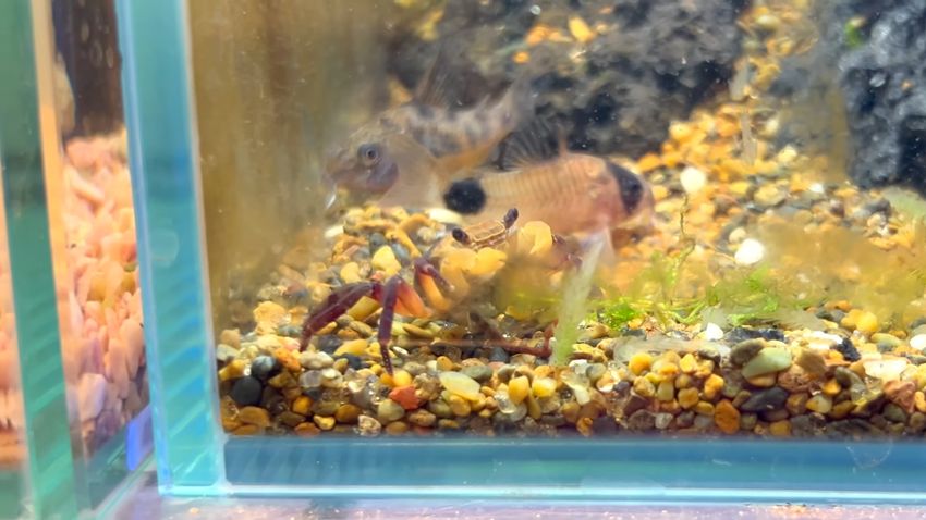 水草をモリモリと食べる母ガニ