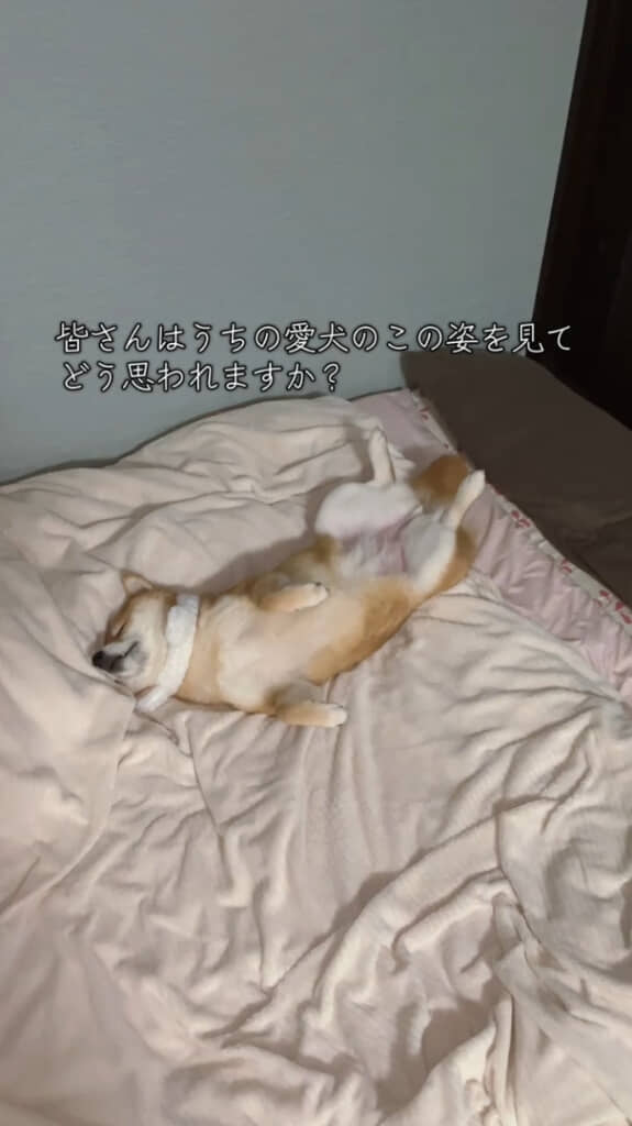 憎めないあいらしさ