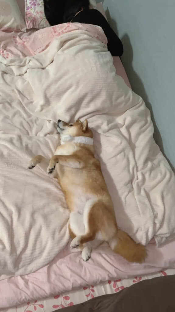 これはお姫様だ……