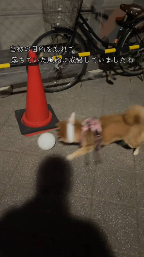 目的を忘れて風船遊びするなみちゃん