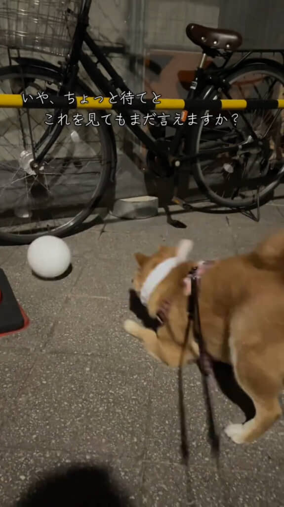 このときの飼い主さんの心情を想像すると……