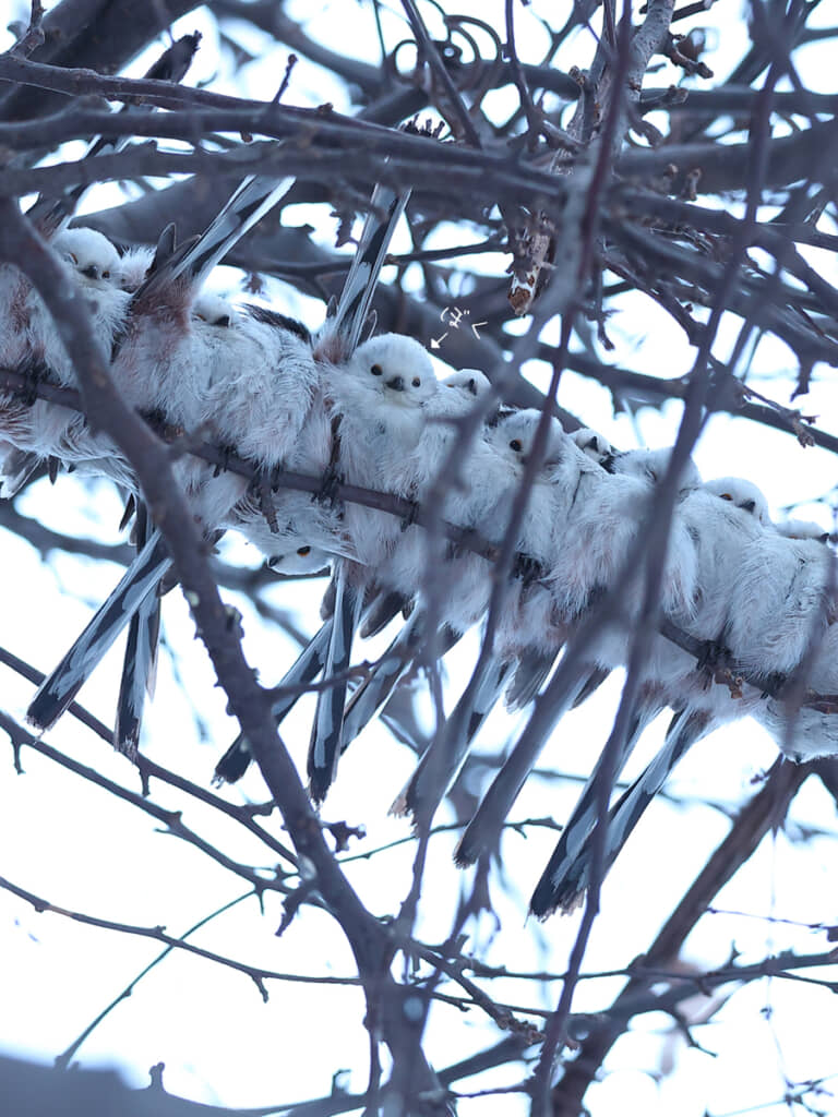 雪かと思ったらかわいいのがぎゅうぎゅう！