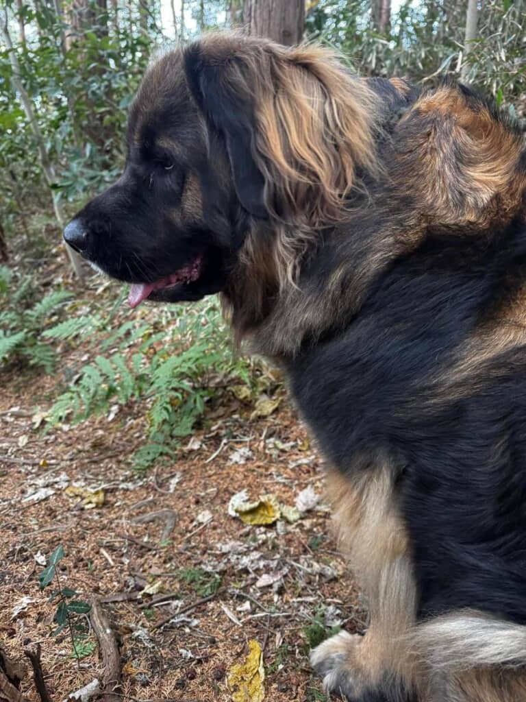 おじさんに「熊だ！」と勘違いされたワンコ