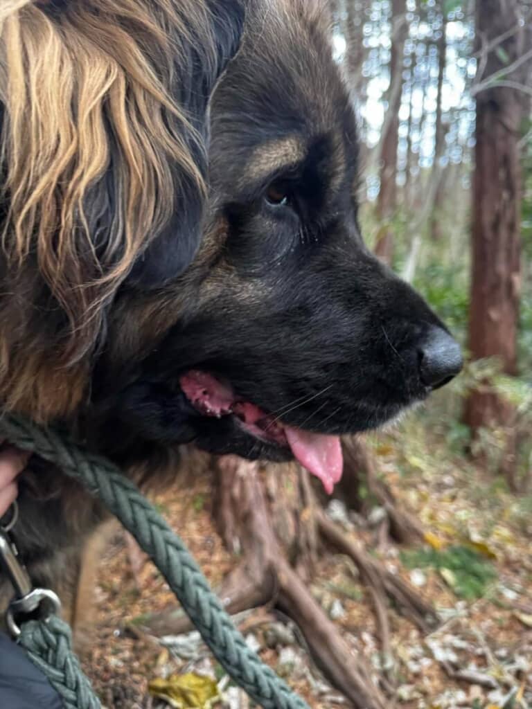 レオンベルガーの「どりー」ちゃん