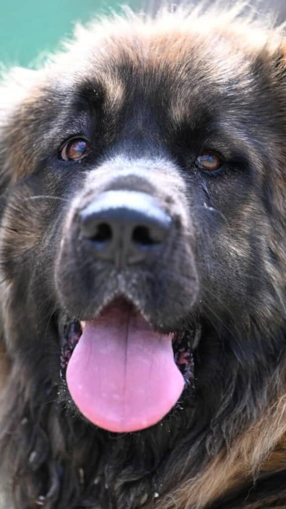 大きなお鼻とつぶらな瞳がかわいい