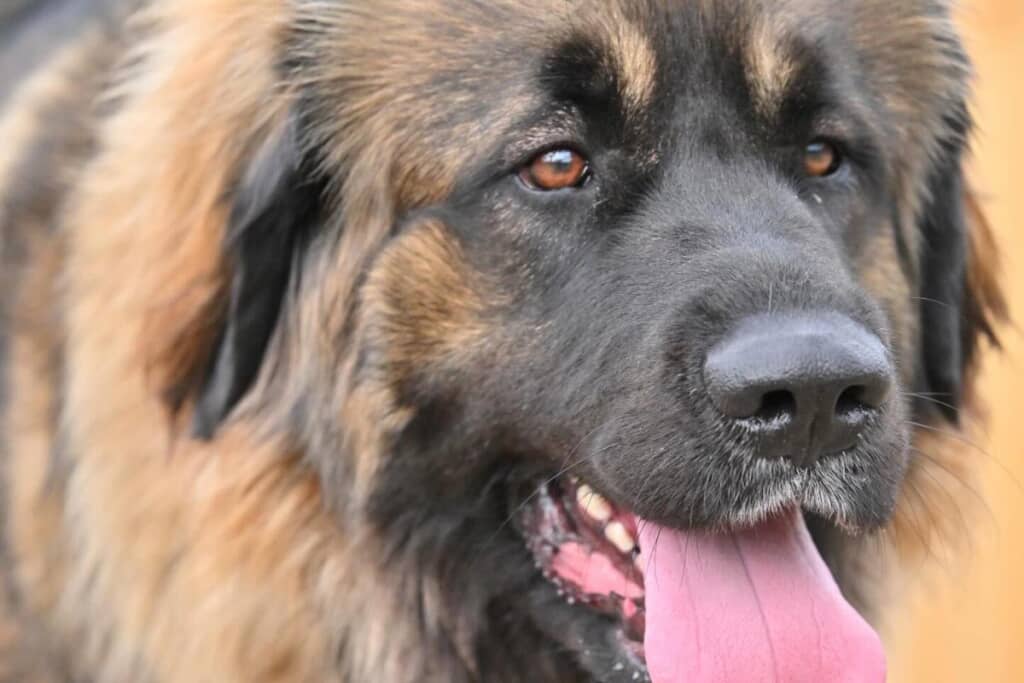 優しい性格のどりーちゃん