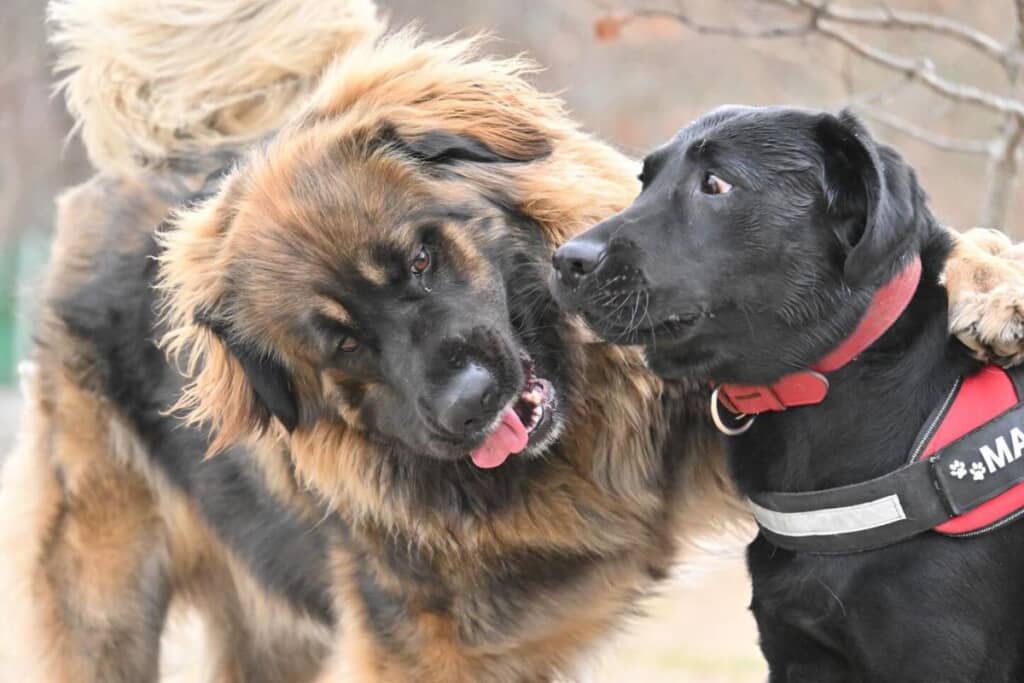 お友達と遊ぶ様子