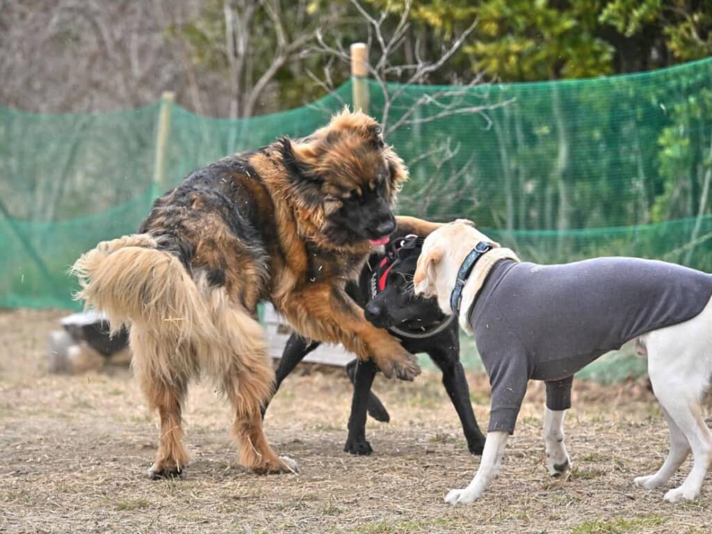 遊ぶときは全力のどりーちゃん