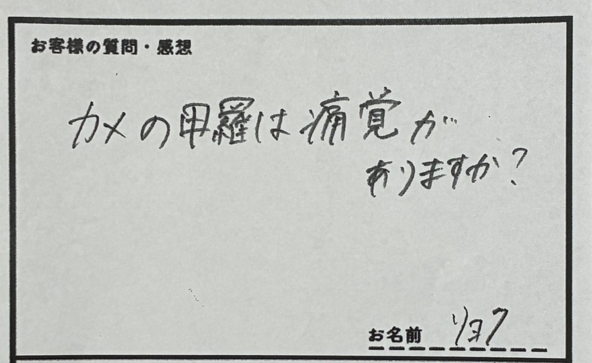 客「カメの甲羅は痛覚がありますか」→飼育員の“神回答”が130万表示「例えが上手すぎる」「普通にへぇ～って言った」（1/3） | その他生き物 ねとらぼ