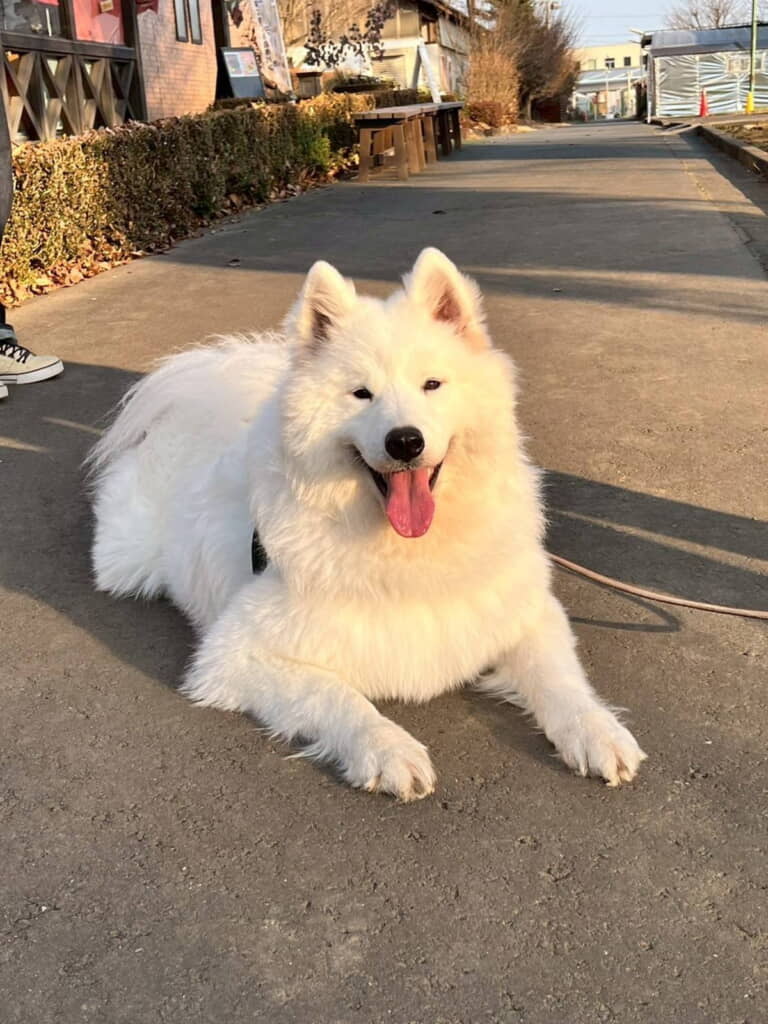 アルパカと間違えられたさだはるくん