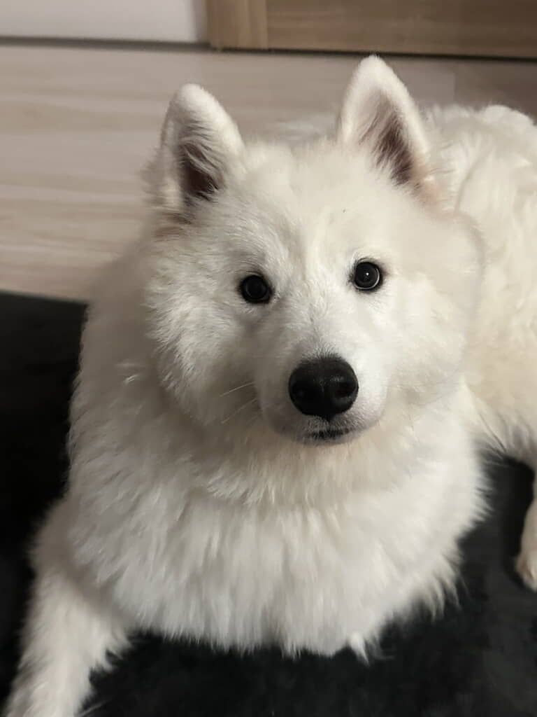 体重は27キロあります