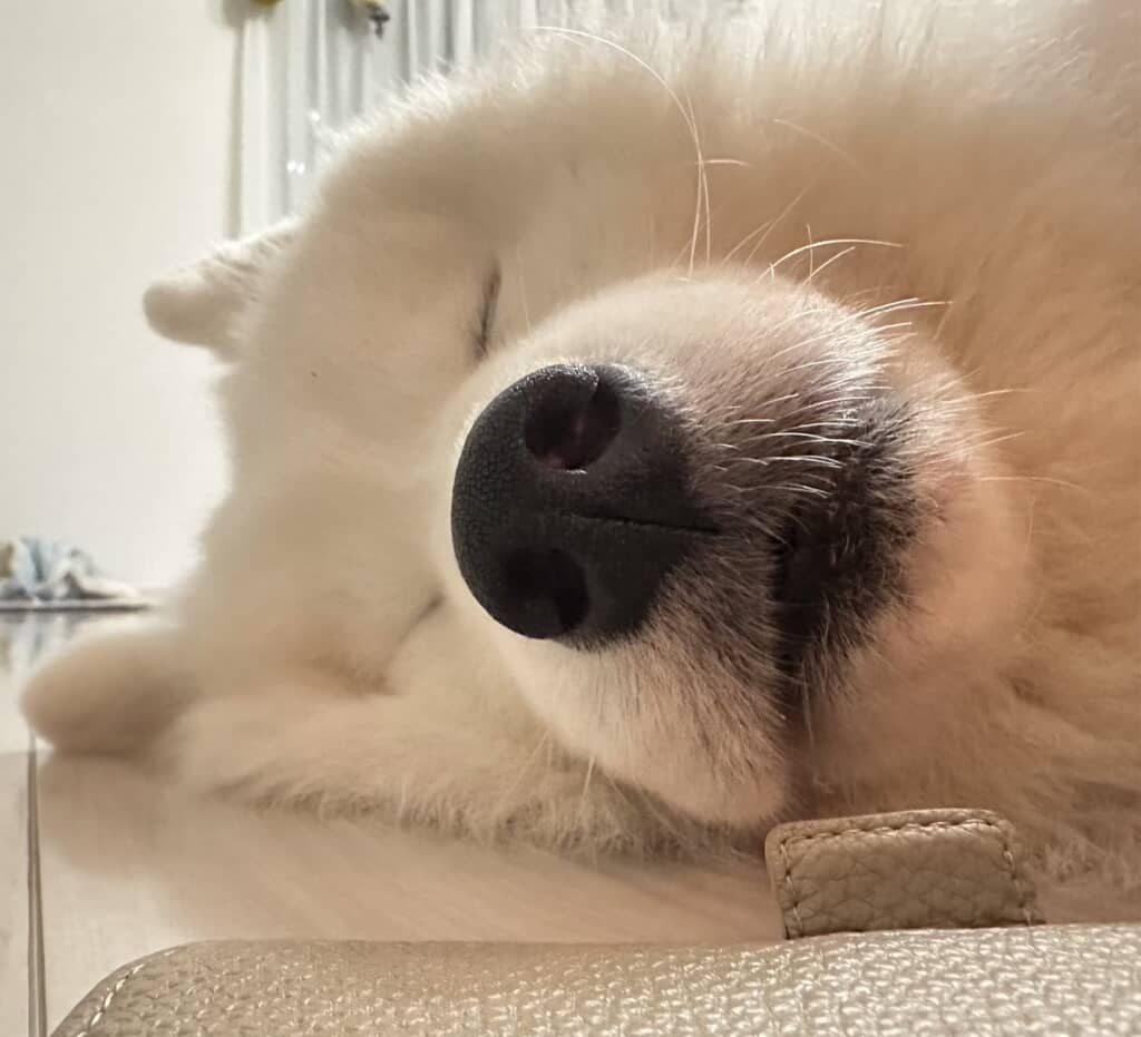 いい夢見れそうなドアップ（眼福）