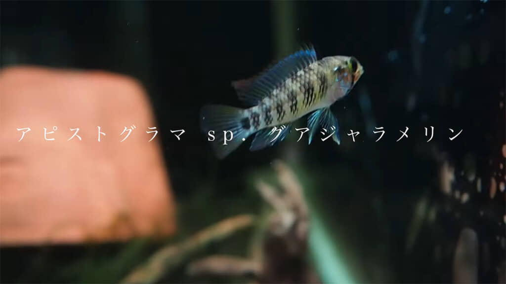 「アピストグラマ sp. グアジャラメリン」をお迎えしました