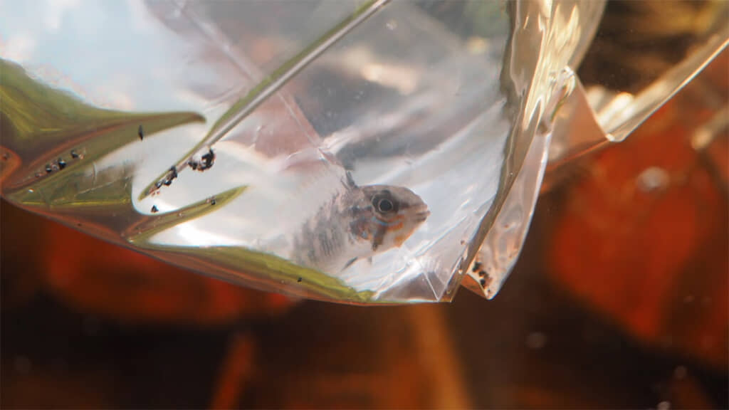 オスの顔には赤い模様が