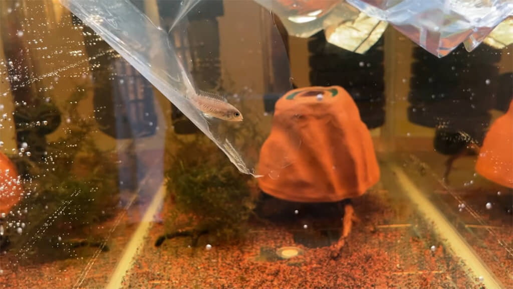 まずはメスを水槽に入れます