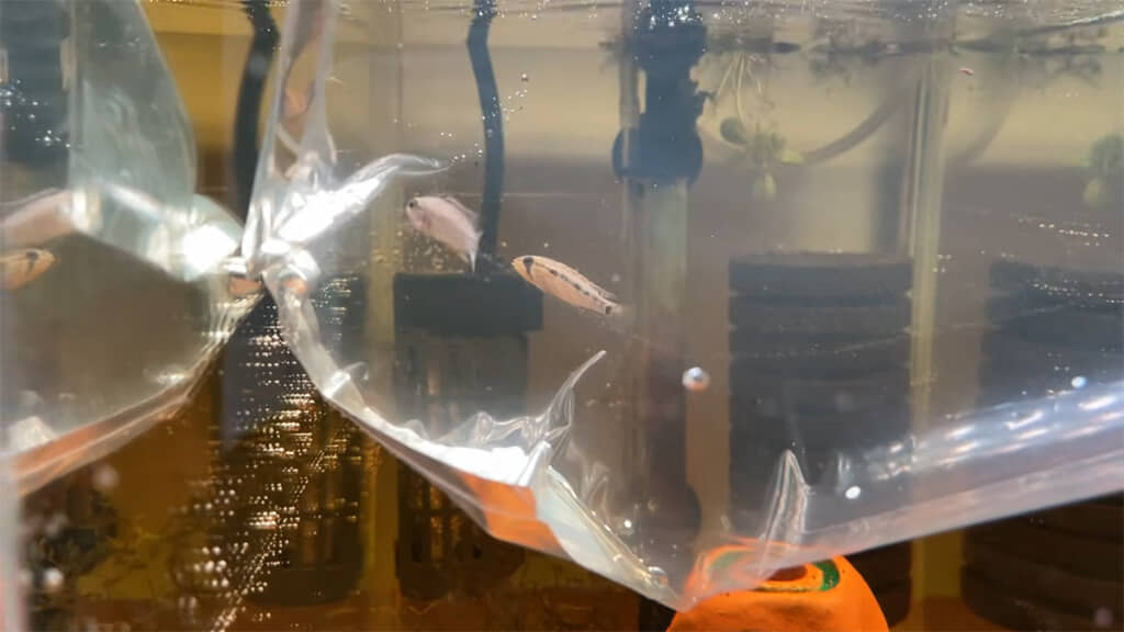 袋越しにオスを見るメス