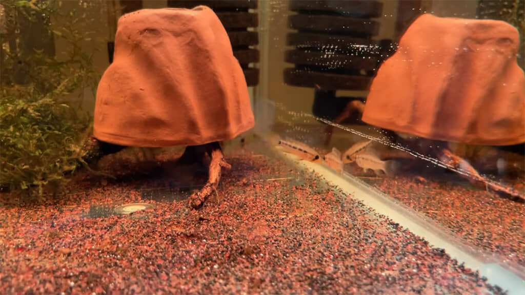 メスはオスを気にしている様子だったのだとか